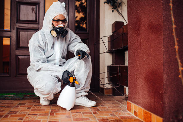 Reliable Wasp Removal contractor in La Paloma, TX by Show Me Pest Control